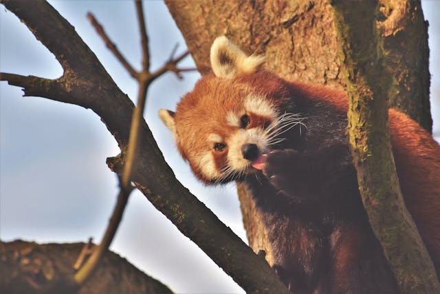 cuteredpanda